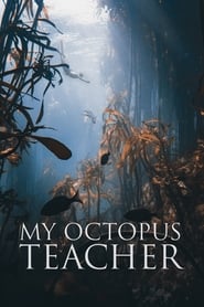 My Octopus Teacher (2020) Korean Subtitle